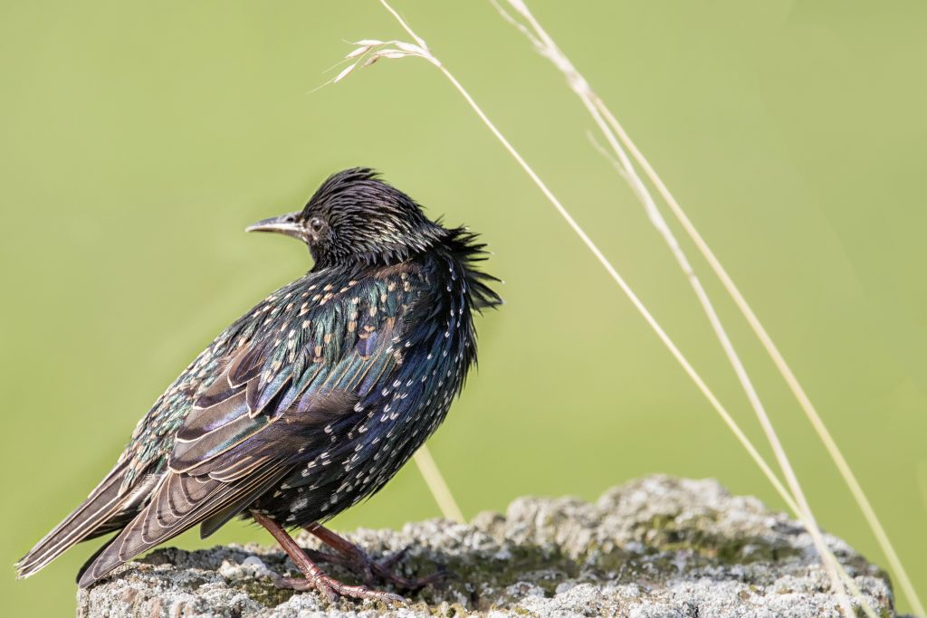 Spreeuw (Sturnus vulgaris)