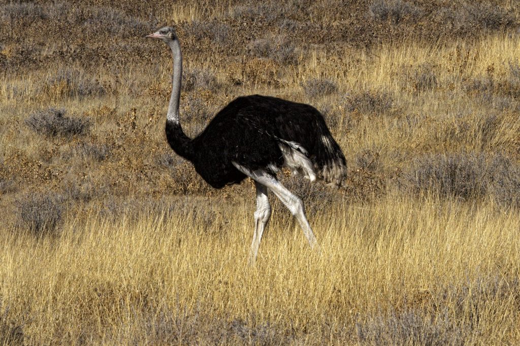 struisvogel (Struthio camelus)