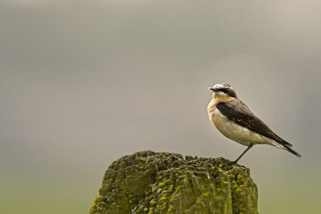 Tapuit (Oenanthe oenanthe)