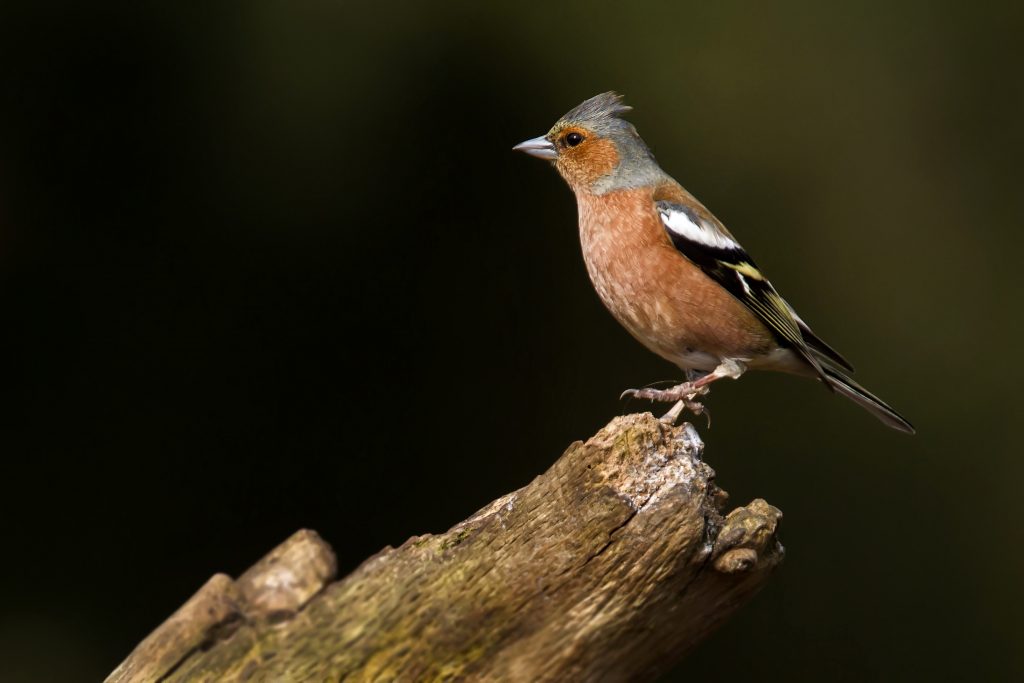 Vink (Fringilla coelebs),