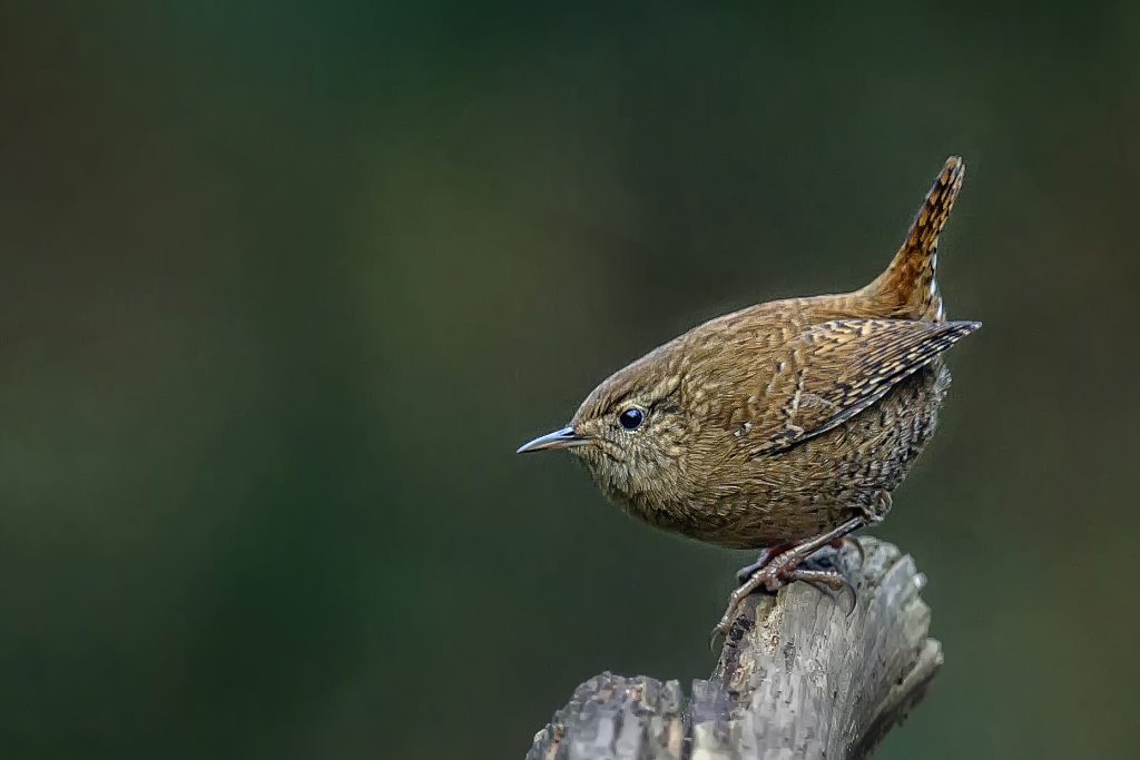 Winterkoninkje (Troglodytes troglodytes)