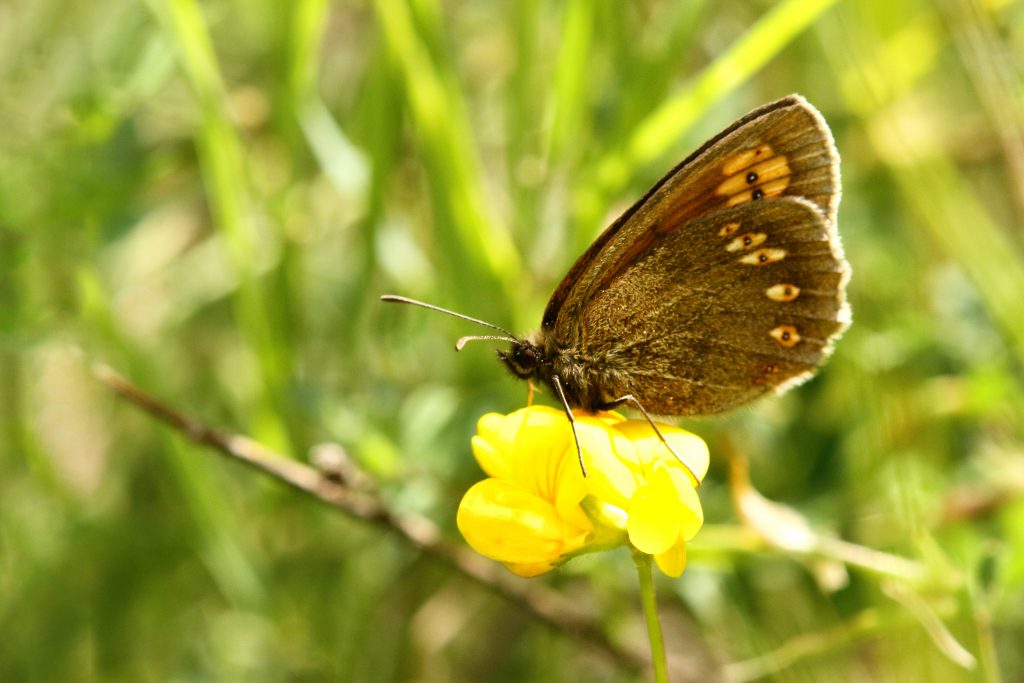 Amandeloogeribia (Erebia alberganus)