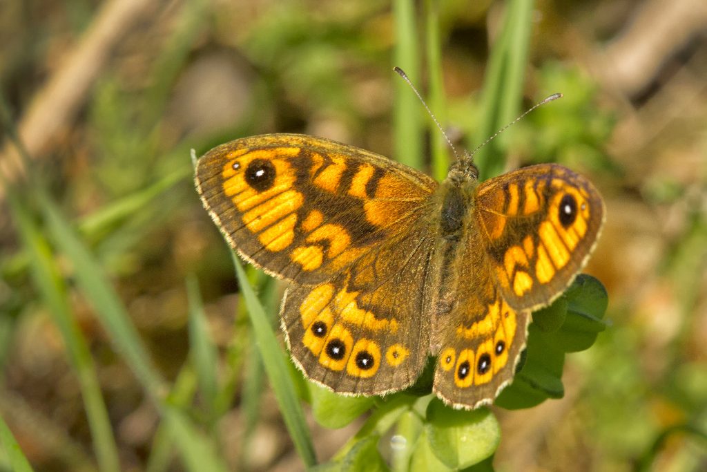 Argusvlinder (Lasiommata megera)