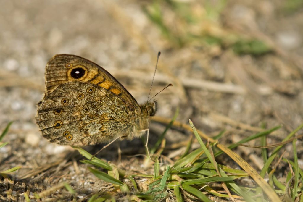 Argusvlinder (Lasiommata megera)