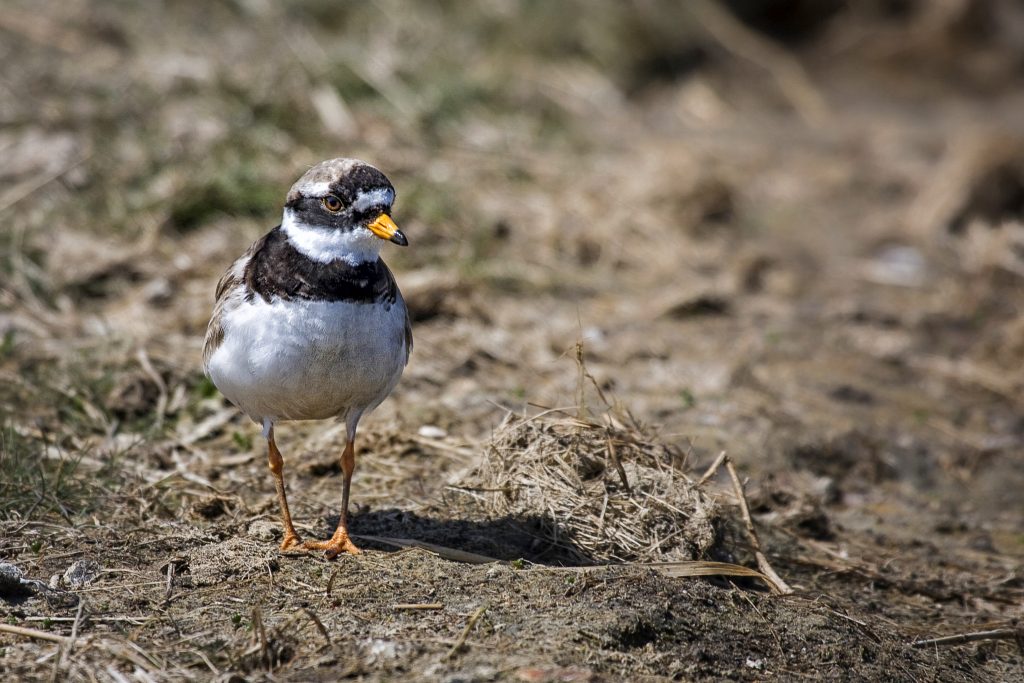 Bontbekplevier (Charadrius hiaticula)