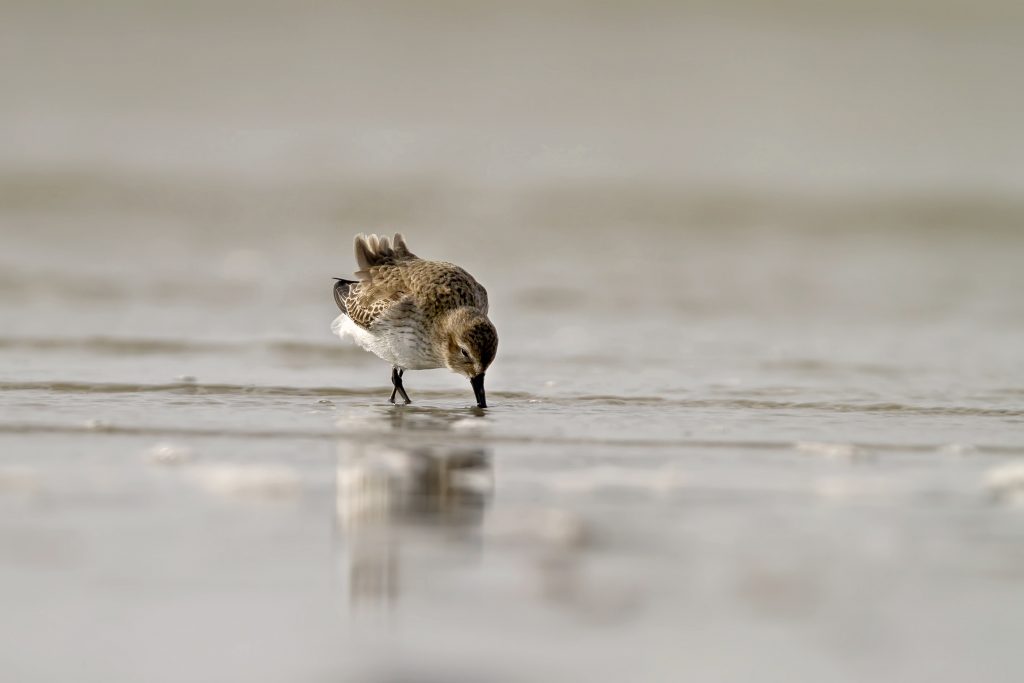 bonte strandloper_6533