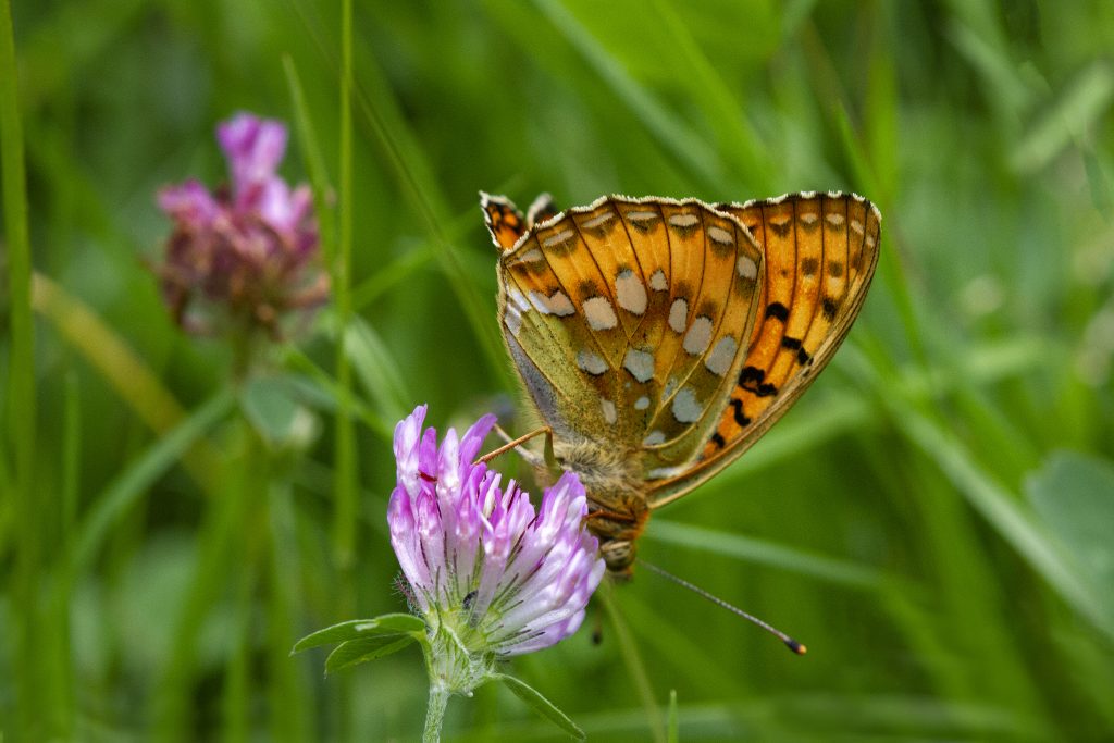 Grote parelmoervlinder (Argynnis aglaja)