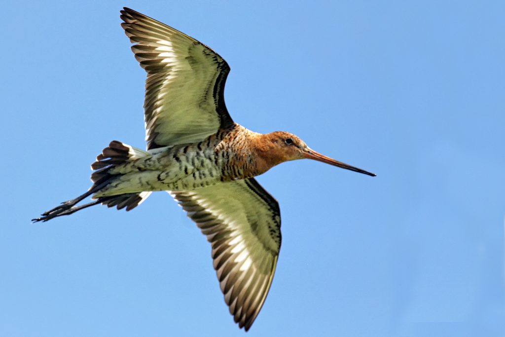Grutto (Limosa limosa)