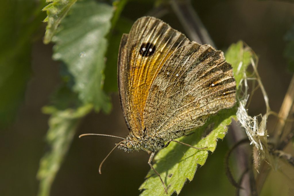 Oranje zandoogje (Pyronia tithonus)
