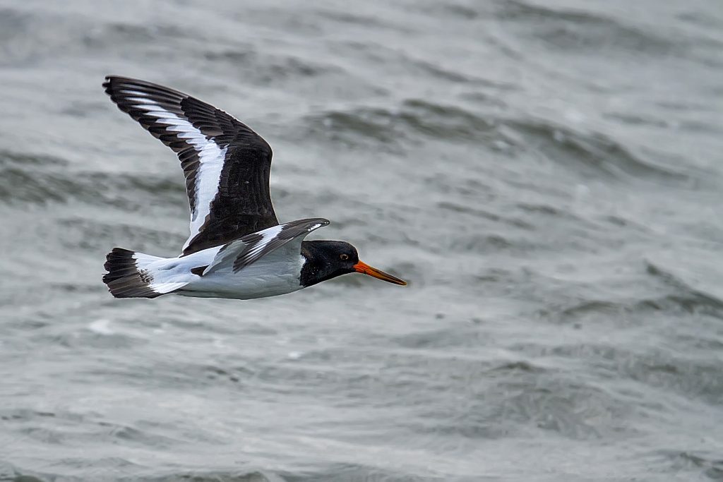 Scholekster (Haematopus ostralegus)