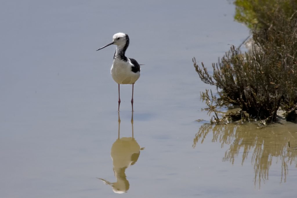 Australische steltkluut (Himantopus leucocephalus)