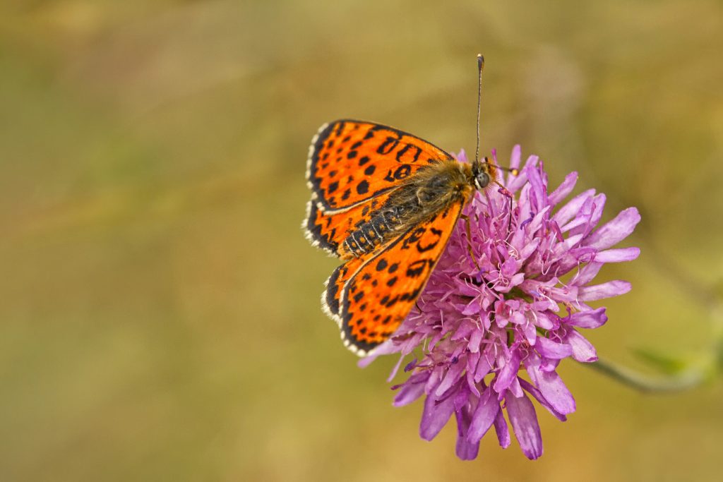 Tweekleurige parelmoervlinder (Melitaea didyma)