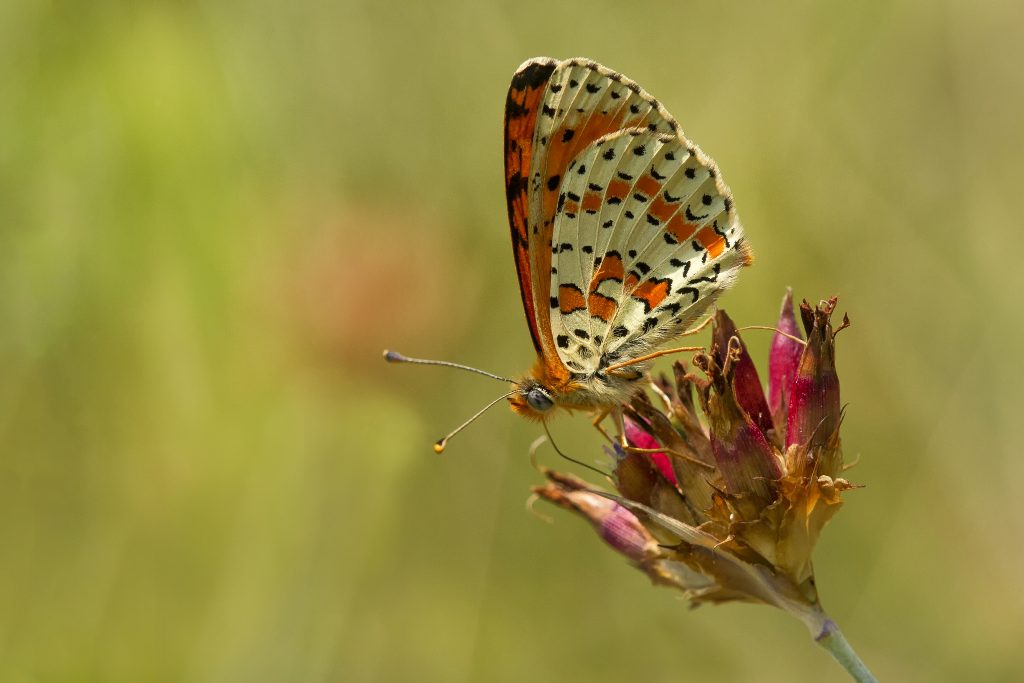 Tweekleurige parelmoervlinder (Melitaea didyma)