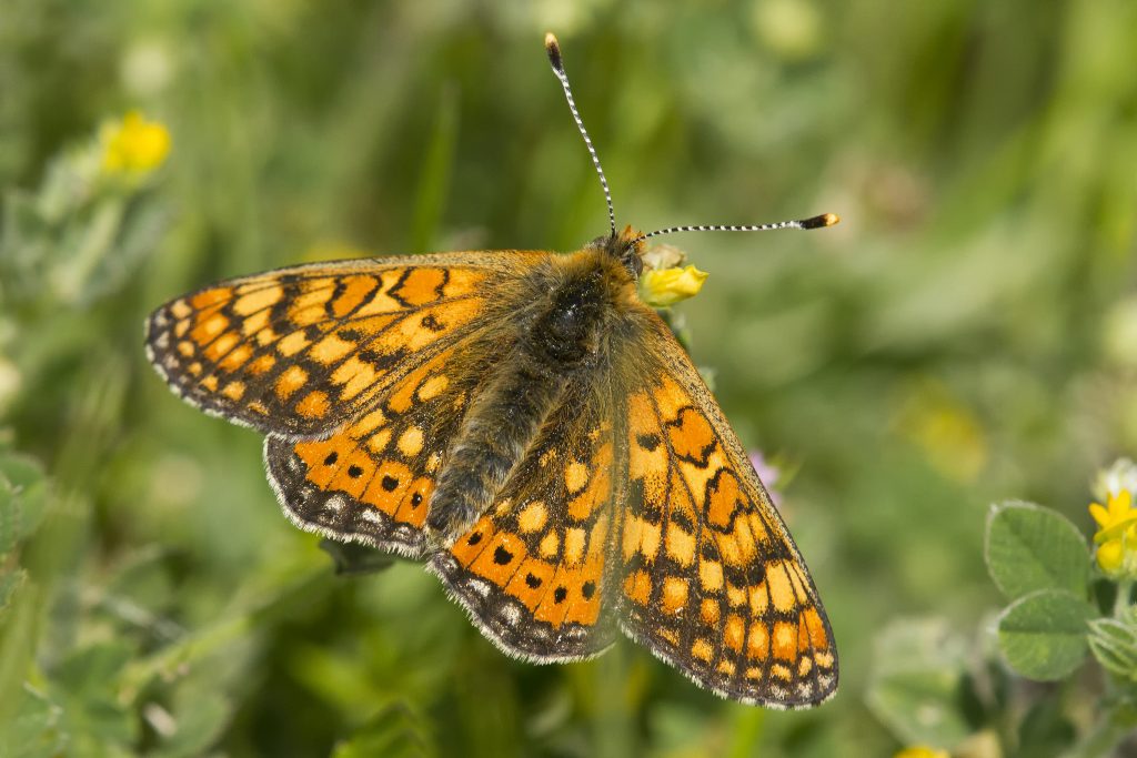 Veldparelmoer vlinder (Melitaea cinxia)