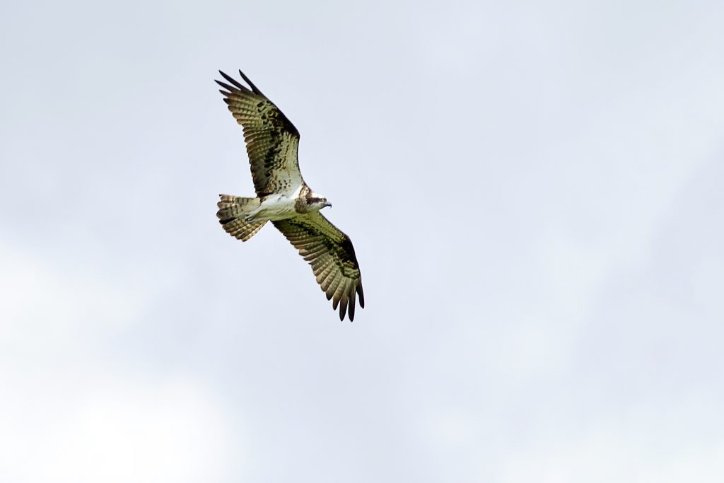 Visarend (Pandion haliaetus)