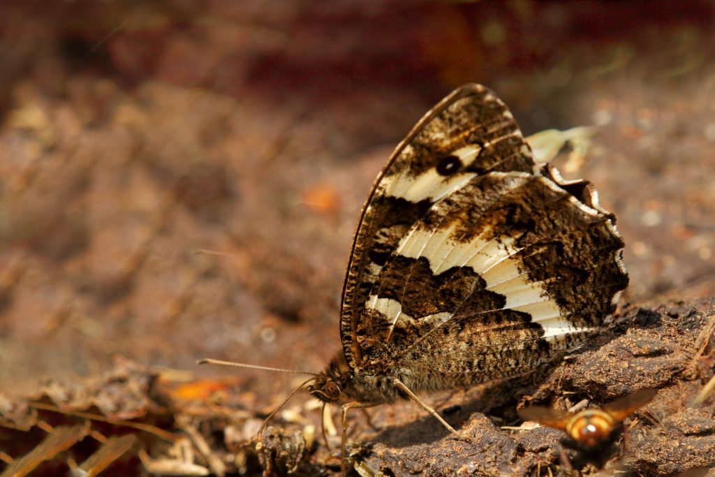 Witbandzandoog (Brintesia circe)