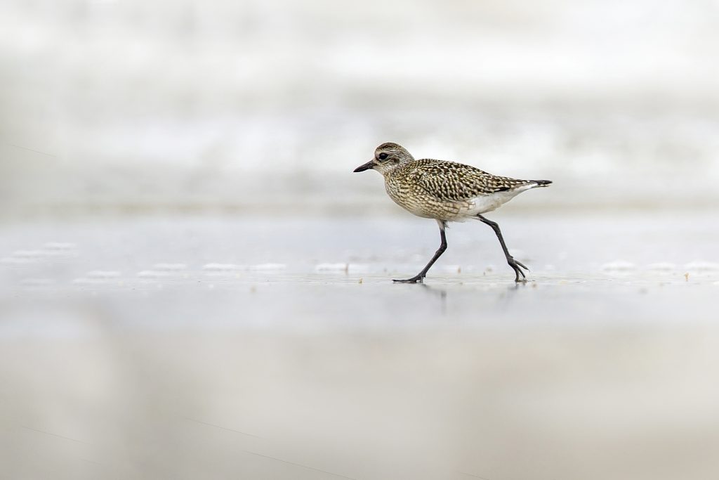 Zilverplevier (Pluvialis squatarola)