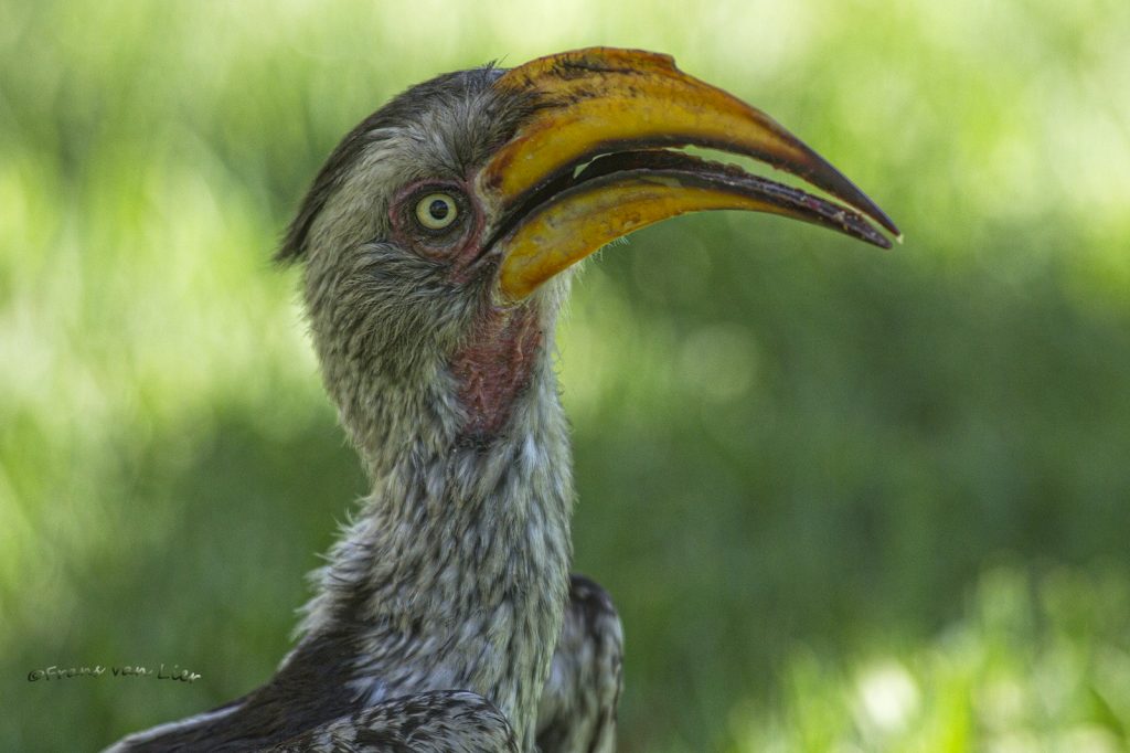 zuidelijke geelsnaveltok (Tockus leucomelas)