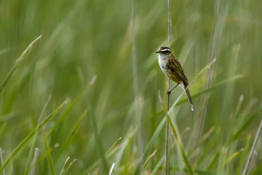 Zwartkoprietzanger (Acrocephalus melanopogon)