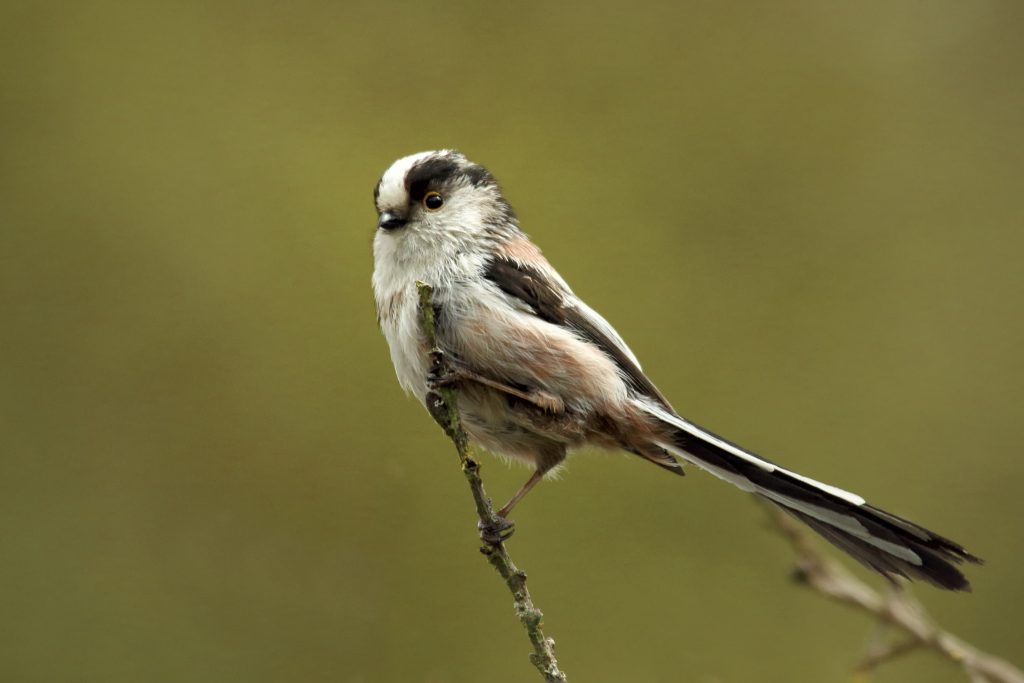 Staartmees (Aegithalos caudatus)