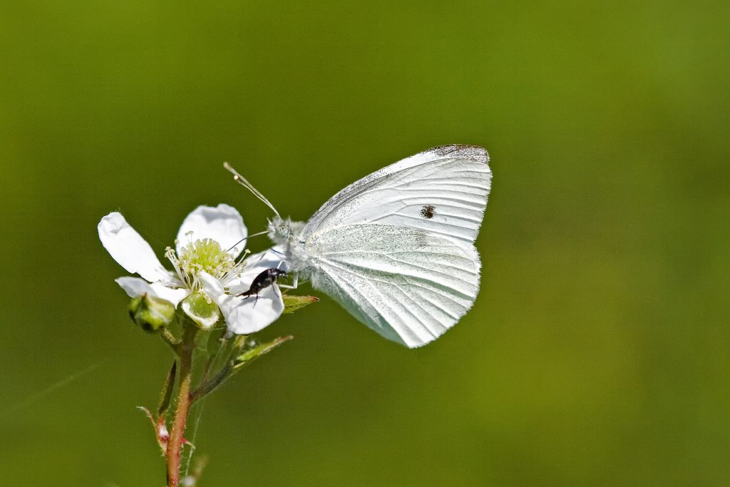 Klein koolwitje (Pieris rapae)