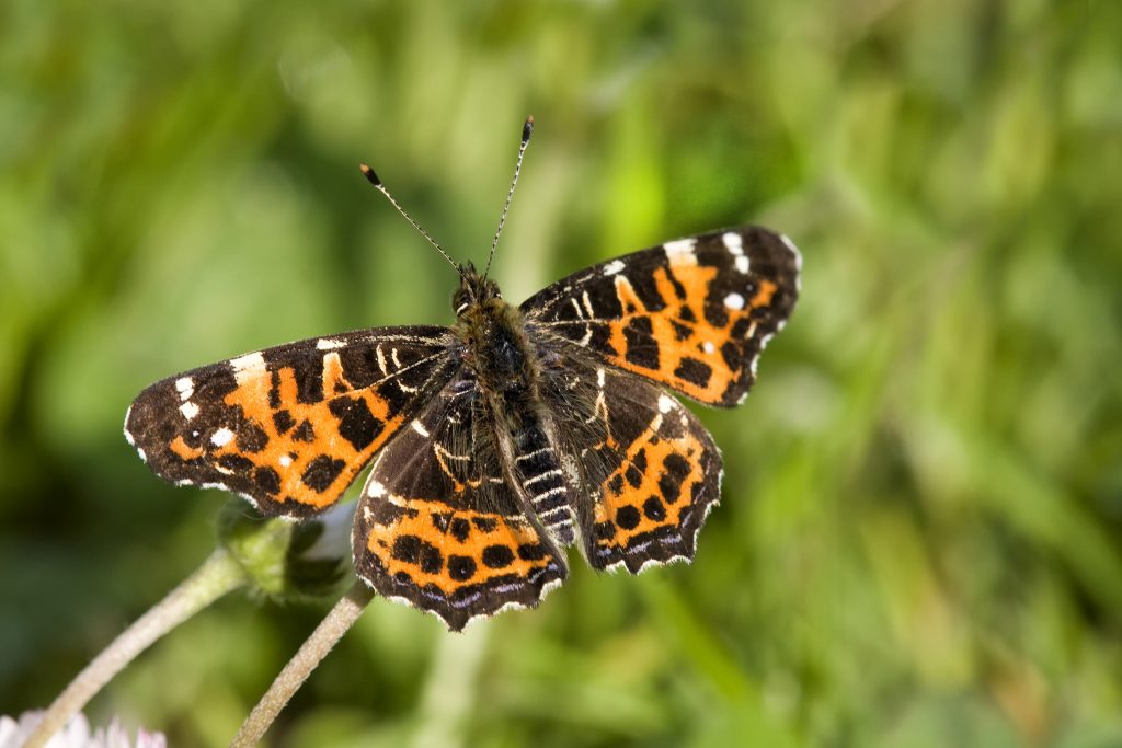Landkaartje (Araschnia levana)