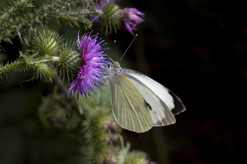 Groot koolwitje (Pieris brassicae)