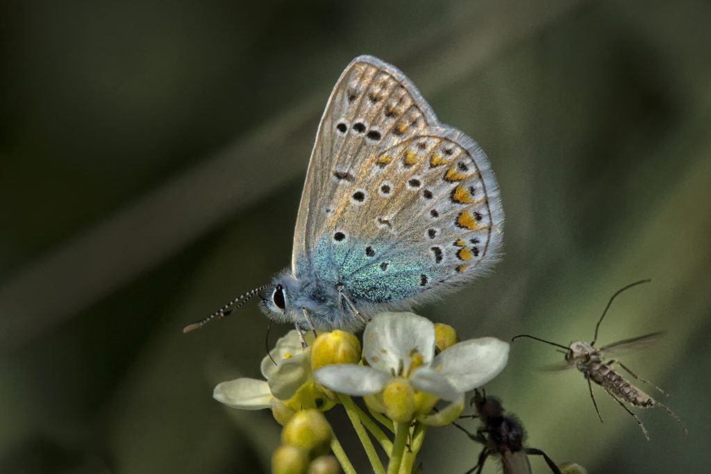 Icarus blauwtje (Polyommatus icarus)