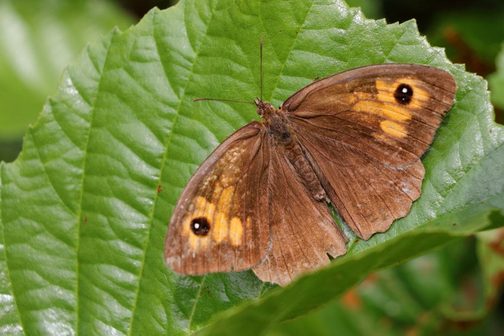 Bruin zandoogje (Maniola jurtina)