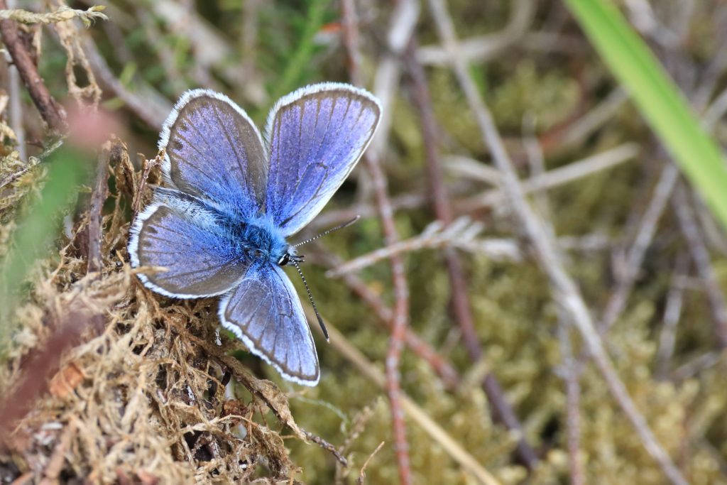 Heide blauwtje (Plebejus argus)