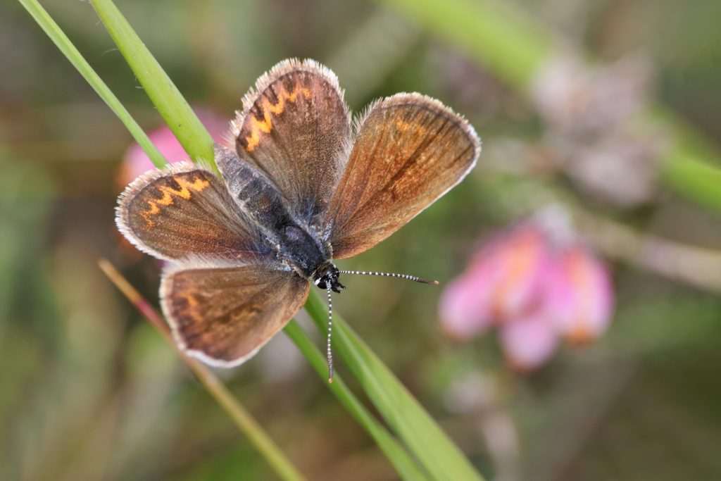 Heide blauwtje (Plebejus argus)