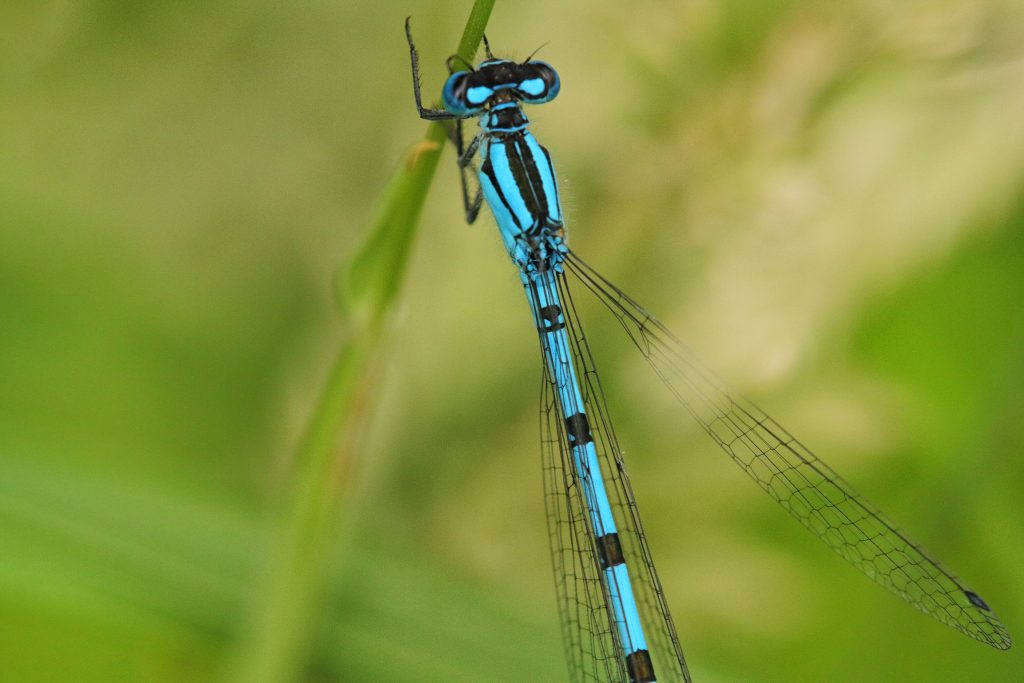 Watersnuffel (Enallagma cyathigerum)