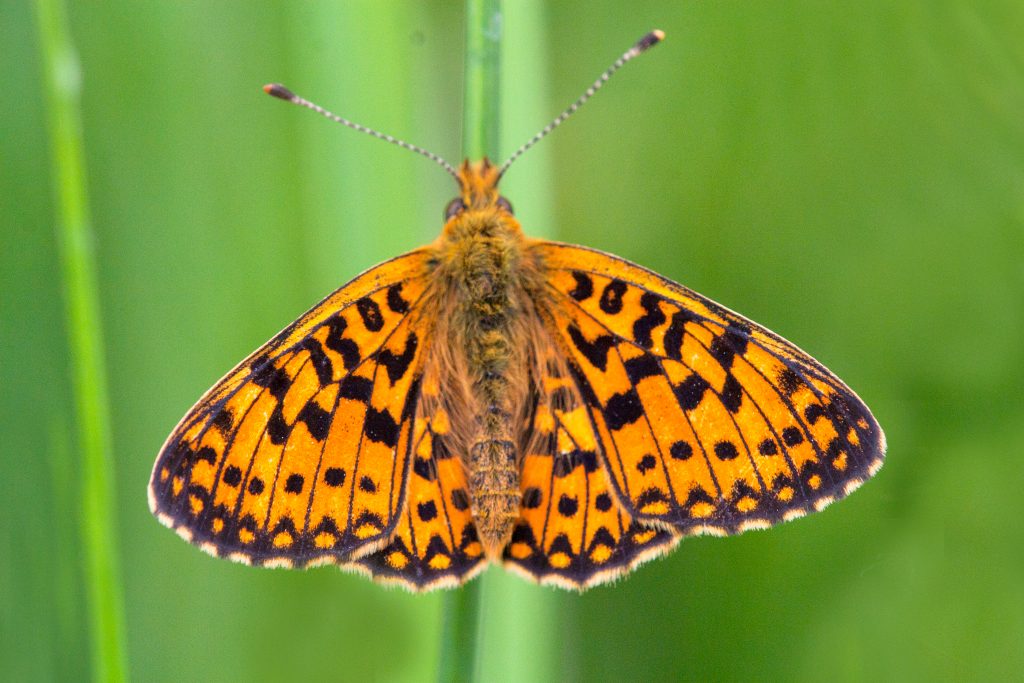 Ziveren maan (Boloria selene)