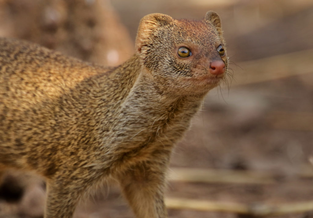 Banded Mongoose (Mungos mungo)