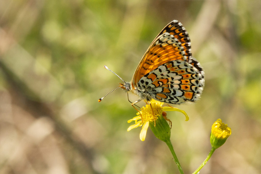 veldparelmoervlinder (Melitaea cinxia)