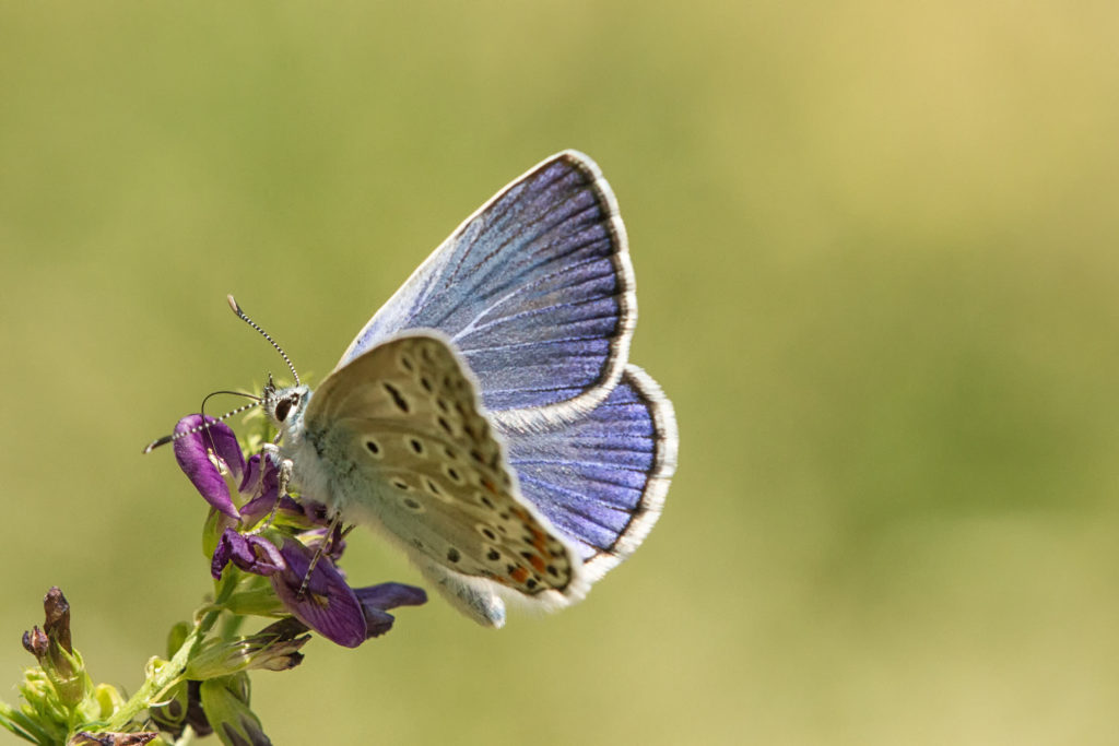 Groot tragantblauwtje (Polyommatus escheri)