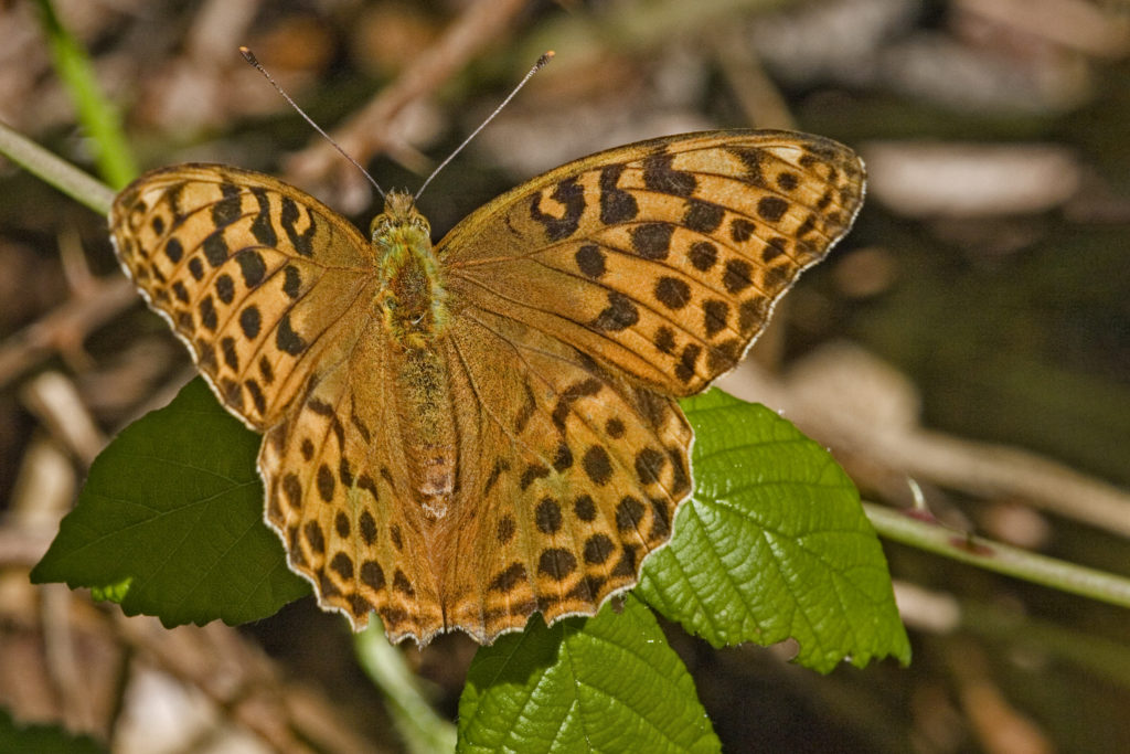 Keizersmantel (Argynnis paphia)