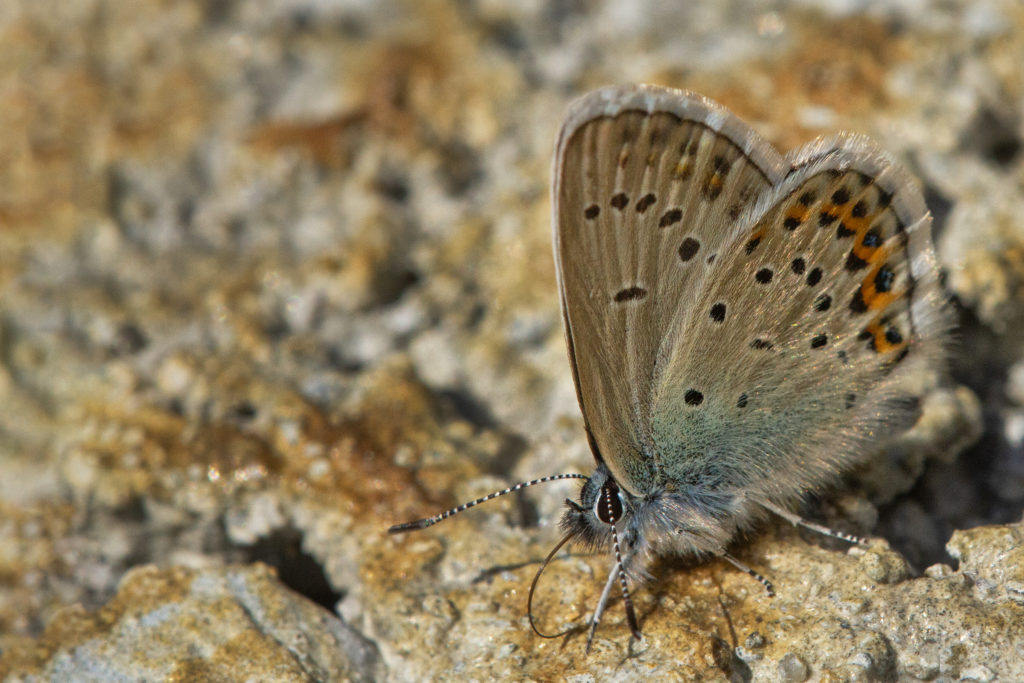Vals heideblauwtje (Plebejus idas)