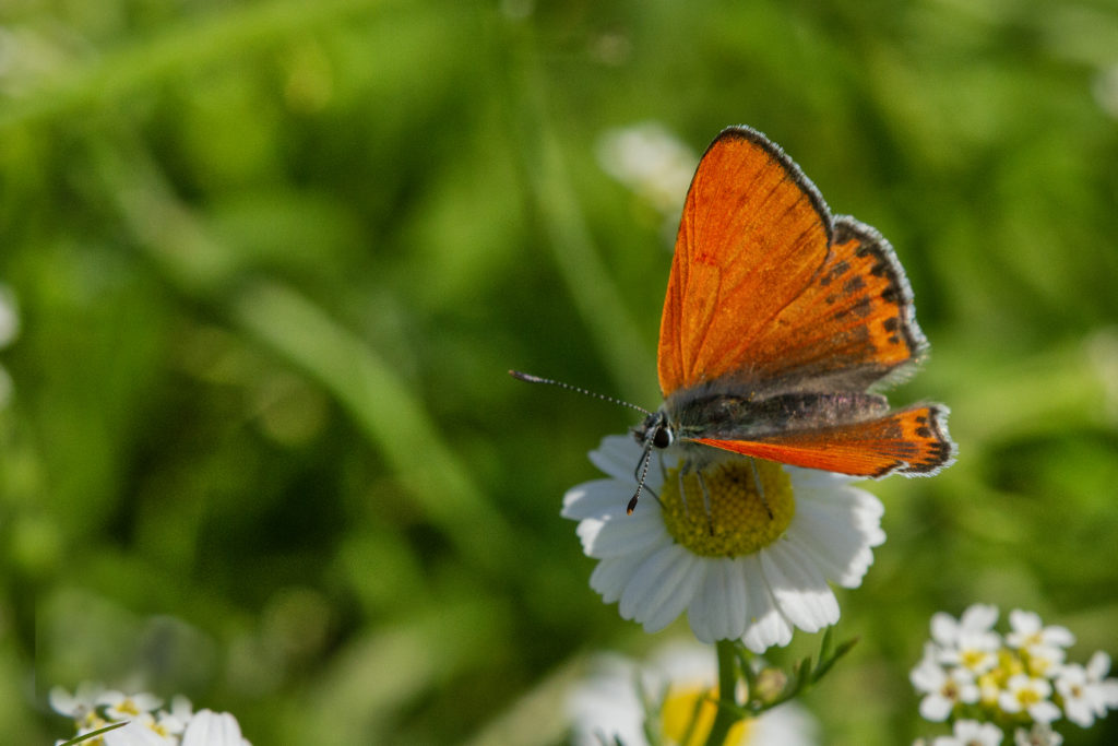 Oostelijke vuurvlinder (Lycaena thersamon) a