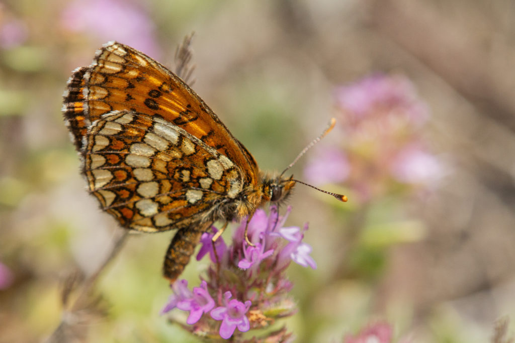 Steppeparelmoervlinder (Melitaea aurelia)