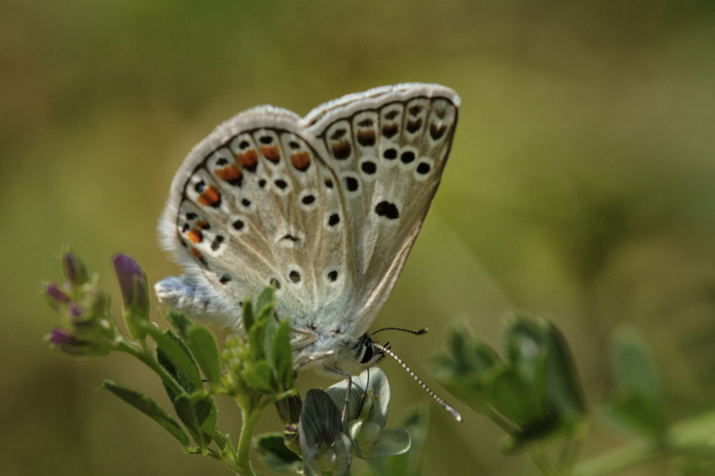 Groot tragantblauwtje (Polyommatus escher)