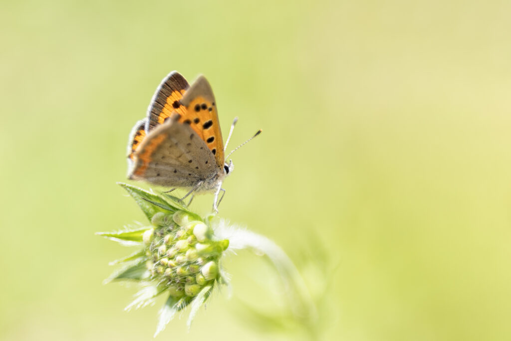 Kleine vuurvlinder (Lycaena phlaeas)