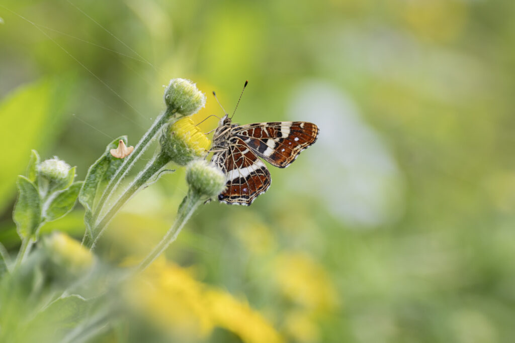 Landkaartje (Araschnia levana)