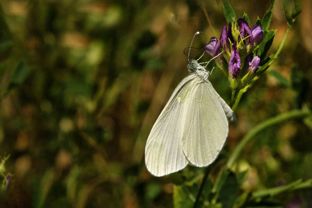 Boswitje (Leptidea sinapis)