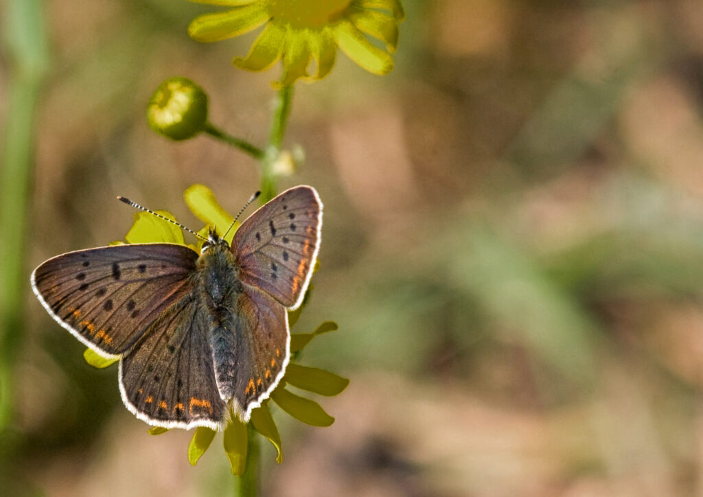 Bruine vuurvlinder (Lycaena tityrus)