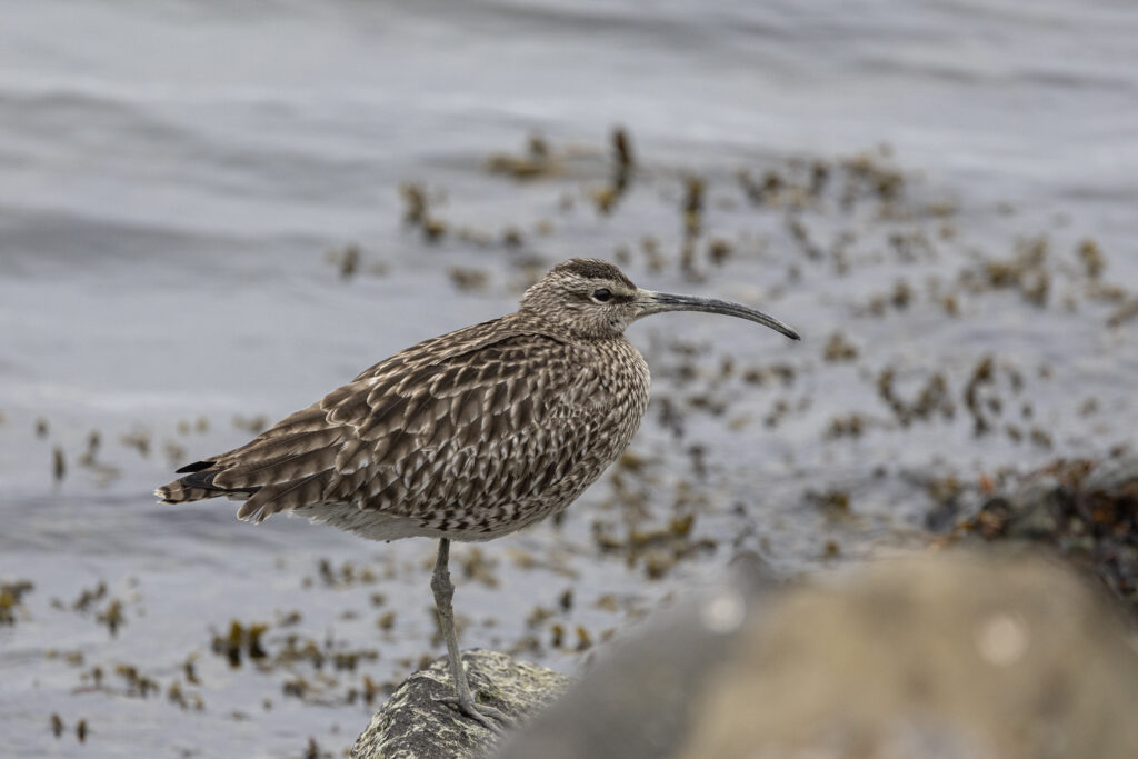 regenwulp (Numenius phaeopus)