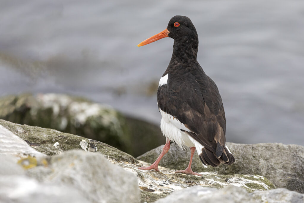 scholekster (Haematopus ostralegus)