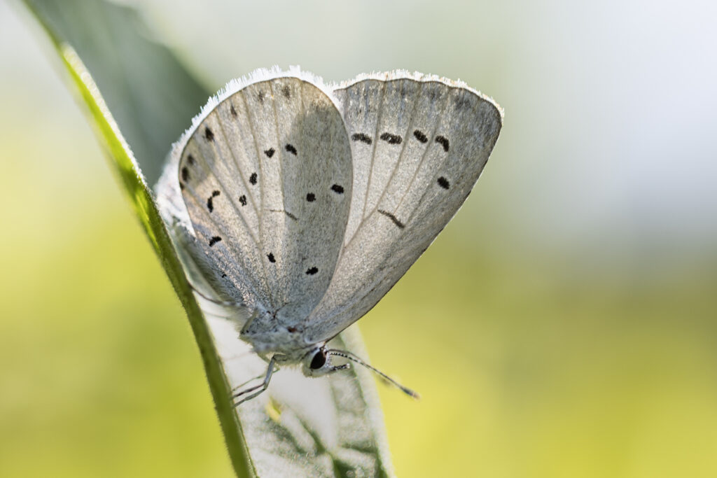 Boomblauwtje (Celastrina argiolus)