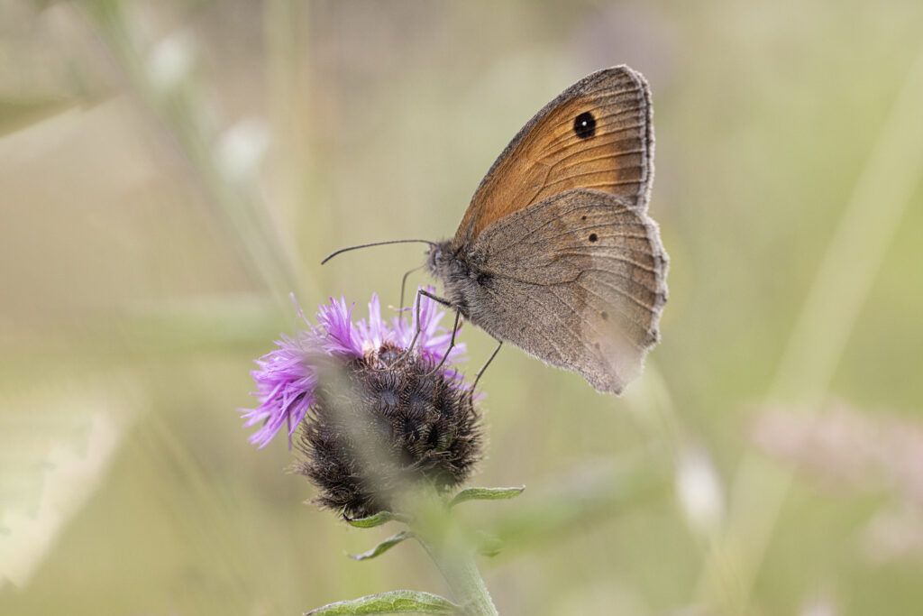 Bruin zandoogje (Maniola jurtina)