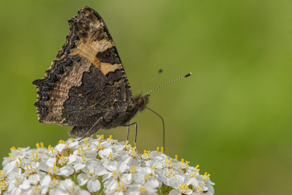 Kleine vos (Aglais urticae)